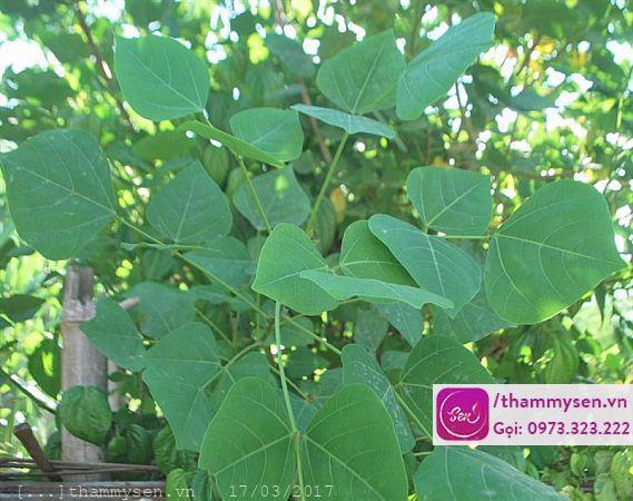 tẩy lông bằng phèn chua hiệu quả