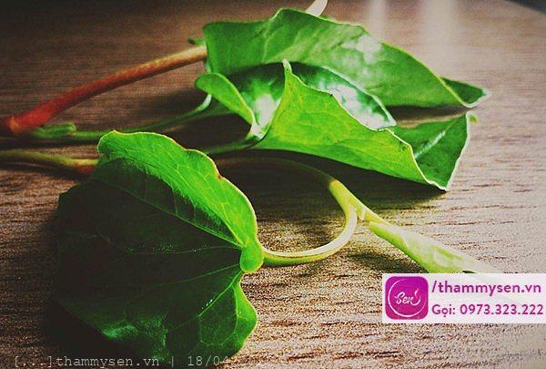 Cách chữa mụn nhọt ở mặt nhờ rau diếp cá tại nhà