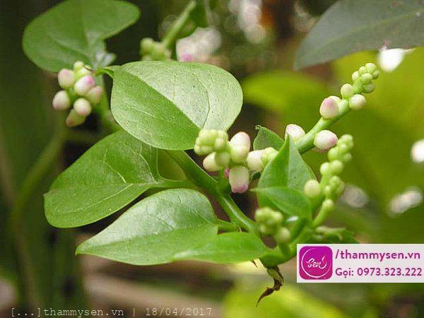 Cách chữa mụn nhọt hiệu quả bằng rau mồng tơi