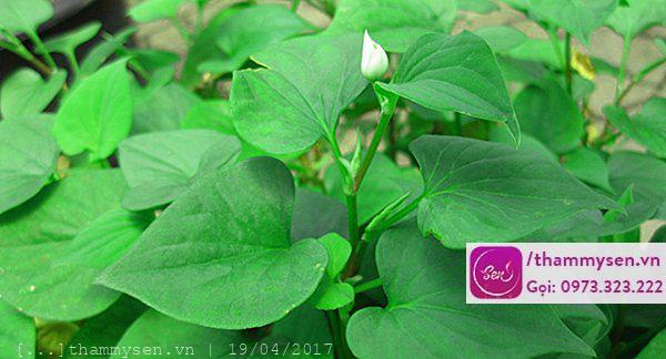 Trị mụn đầu đen
