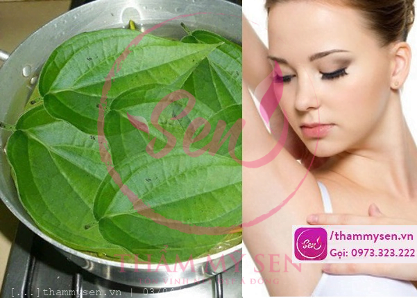 Lá trầu không có thể trị hôi nách rất hiệu quả.